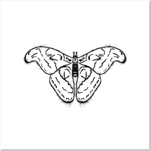 Atlas Moth Posters and Art